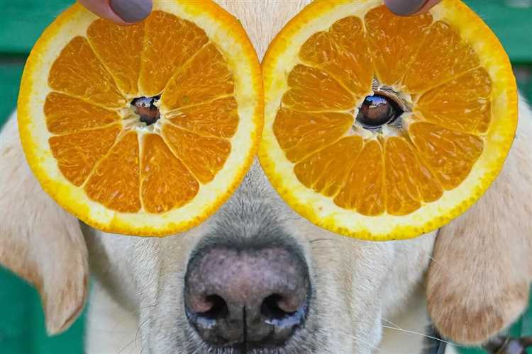 Hvordan håndtere sitruskall for å unngå giftighet for hunder