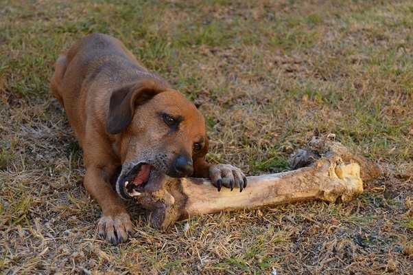 Hvordan tilberede lammekoteletter for hunden din