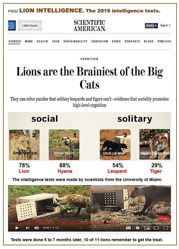 Løvers sosiale intelligens