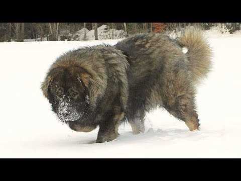 Er den russiske bjørnehunden egnet som familiehund?