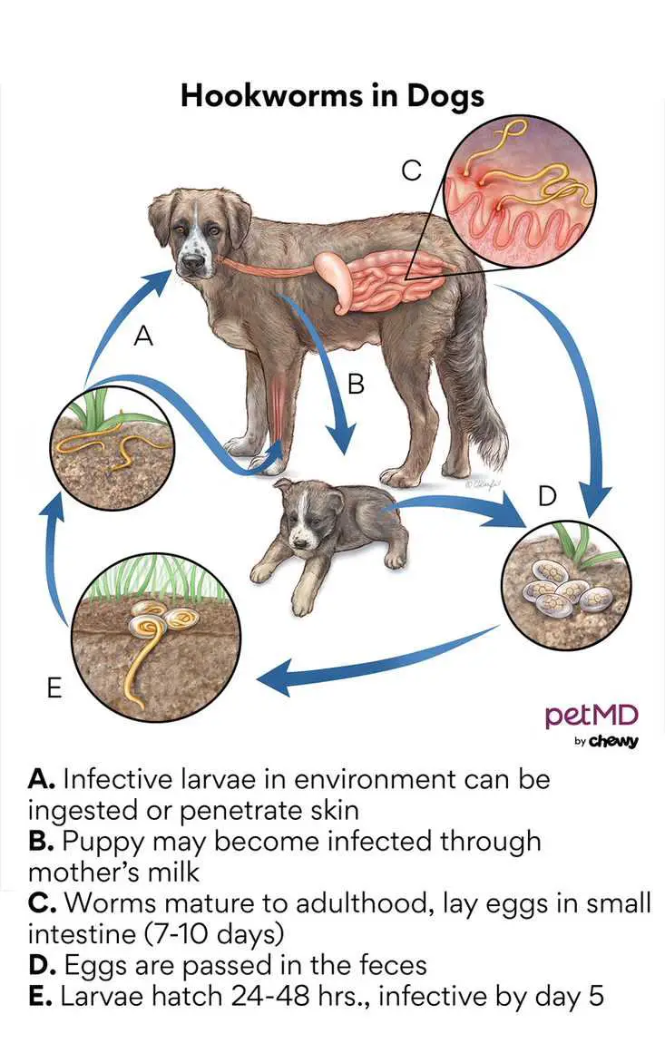 are-worms-in-dogs-contagious-to-other-dogs