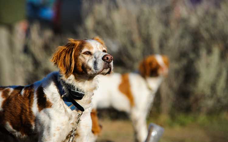 Materialer som er trygge og komfortable for din hund