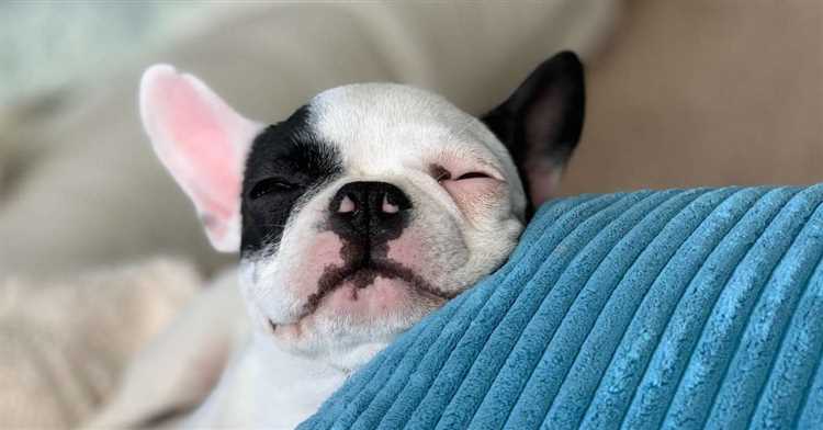 How long should puppies be able to sleep through the night?