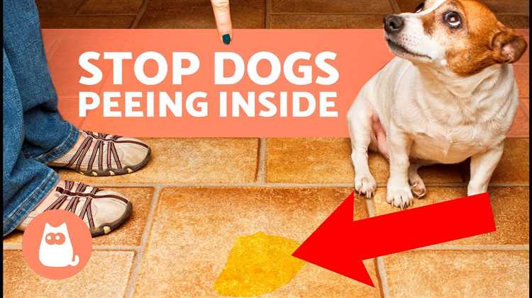 best-answer-how-do-i-get-my-dog-to-stop-peeing-inside