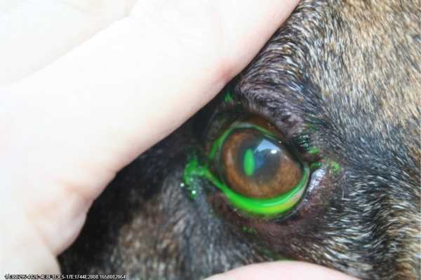 Treating Cloudy Eyes In Dogs: Best Answers