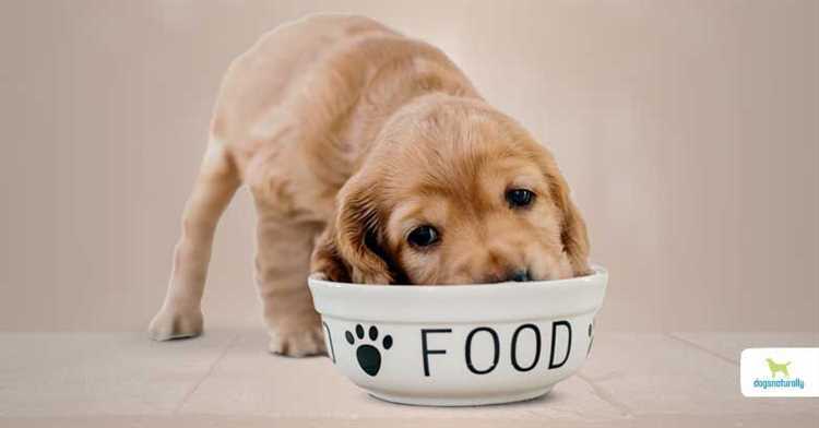 Hvor lenge har hunder blitt spist?