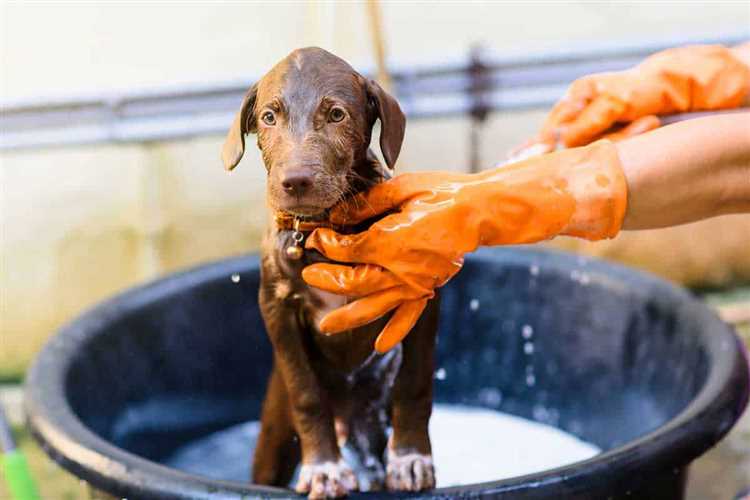 Can a 2 month old puppy bathe?