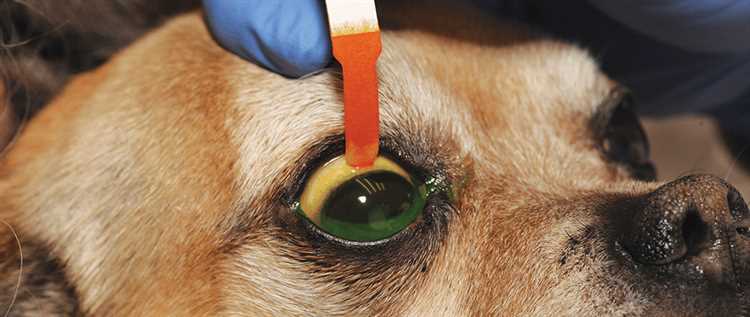 can-a-dog-eye-ulcer-heal-on-its-own