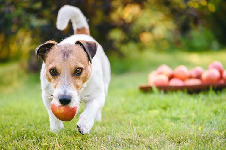 Hvordan unngå diaré hos hunder etter å ha spist eplemos