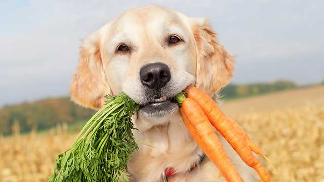 Tilbereding av gulrøtter for hunder