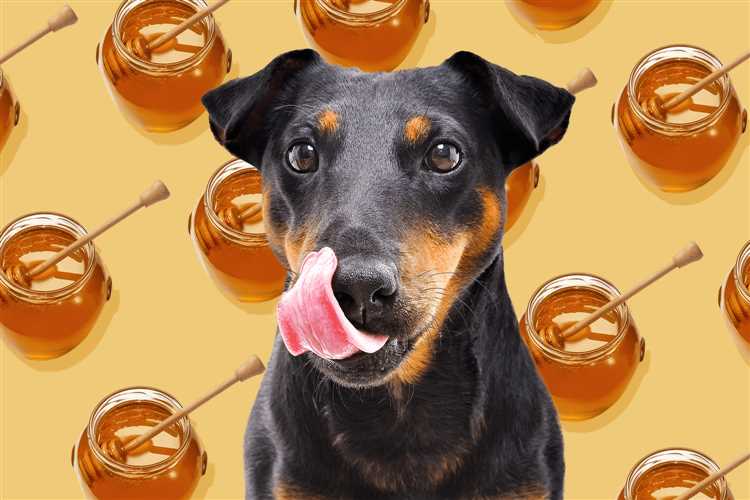 Hva du skal gjøre hvis hunden din har spist honning og viser tegn på ubehag