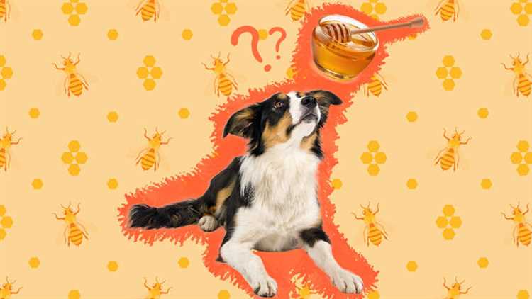 Er det farlig for hunder å spise honning?