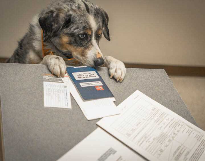 Hvordan håndtere stress og angst hos hunden under flyreisen