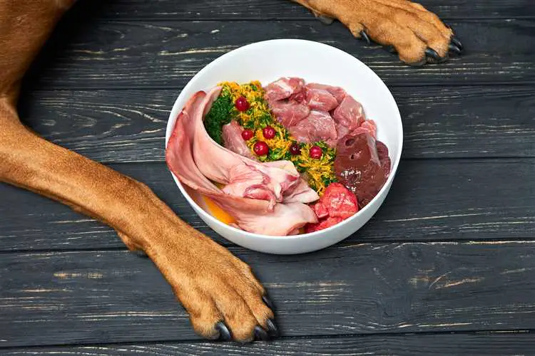 Hvilken type kjøtt kan hunder spise?