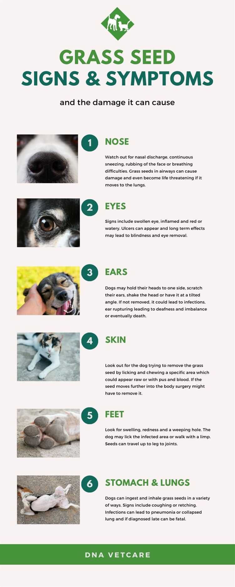 Hvordan kan du forebygge at hunden inhalerer gressfrø?