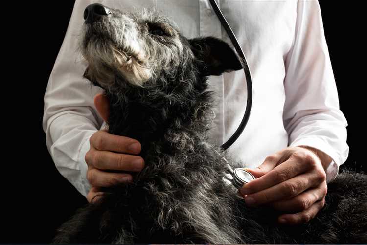 Behandling av kennelhoste hos hunder