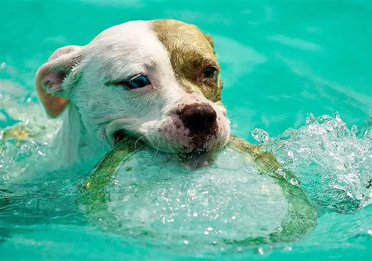 Skylle hunden med ferskvann etter svømming