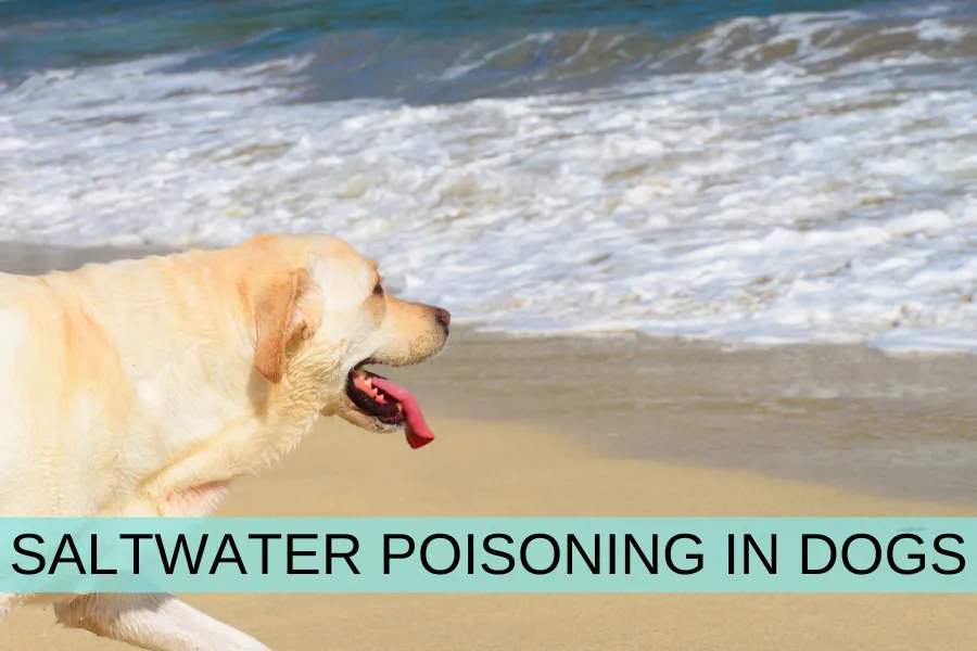 Mulige bivirkninger av å gi hunder havsalt
