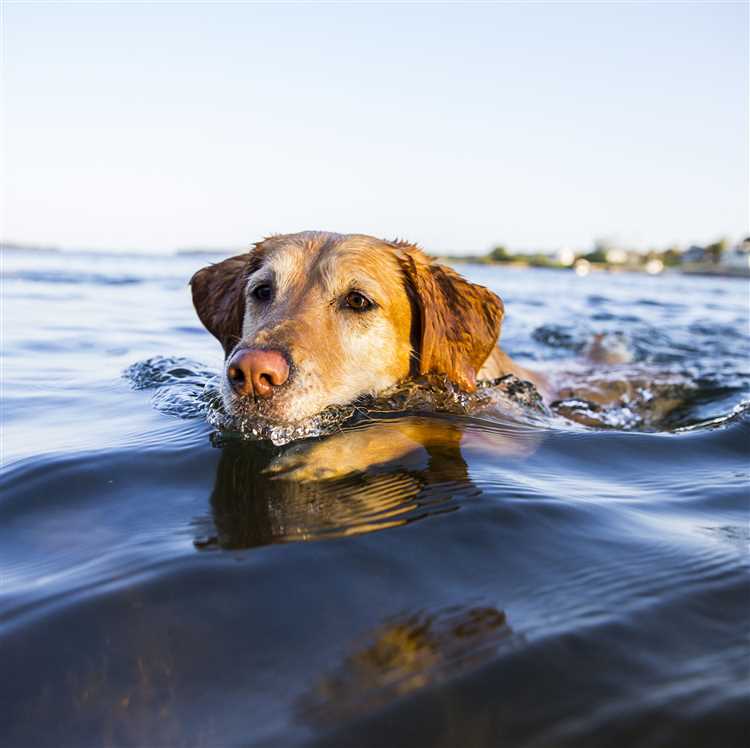 Hvor mye havsalt er trygt for hunder å konsumere