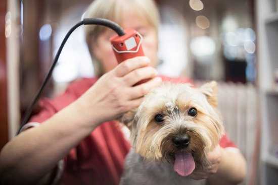 Hvilke faktorer bør jeg vurdere før jeg klipper hunden min?