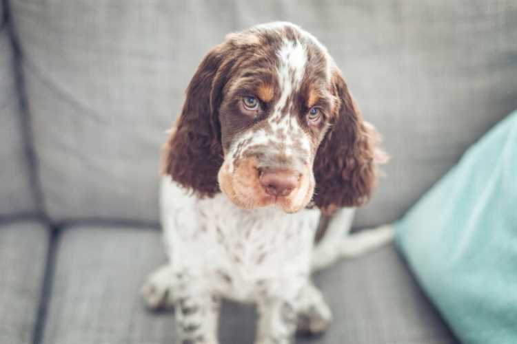 Hvordan bruke Benadryl til hunden din