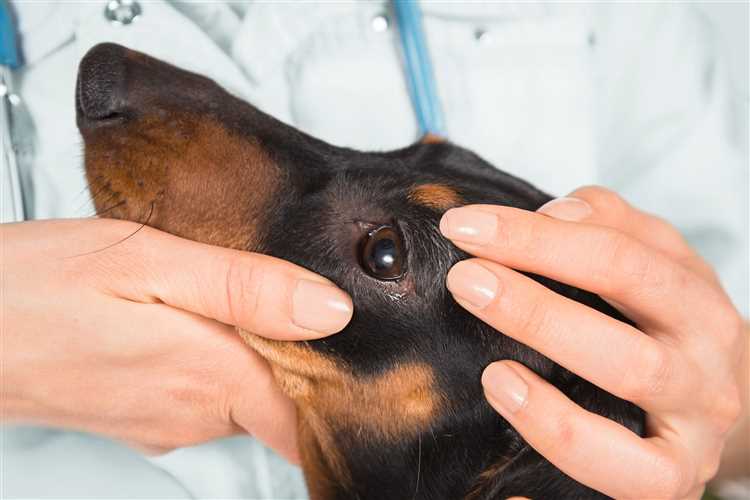 Symptomer på kjemikalieinduserte anfall hos hunder