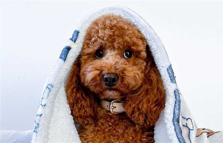 Forebygging av forkjølelse hos hunder