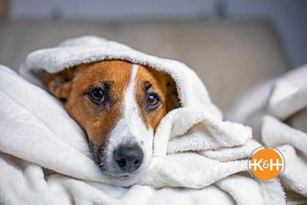 Behandling av forkjølelse hos hunder