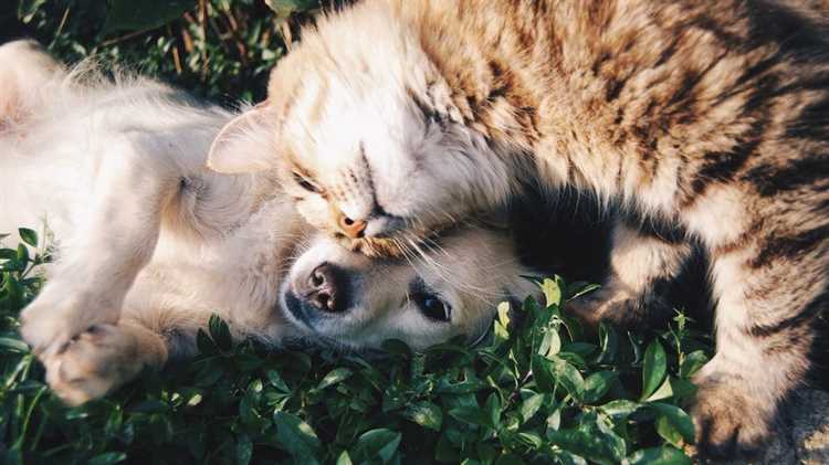 Introduksjon av valpen til kattene