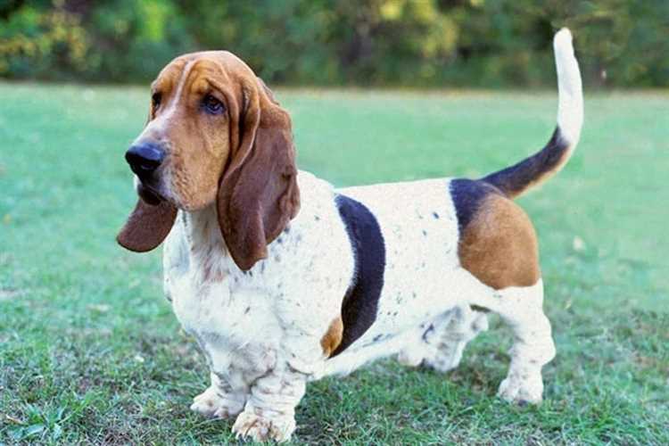 Viktigheten av regelmessig pleie for å redusere lukt hos basset hounds