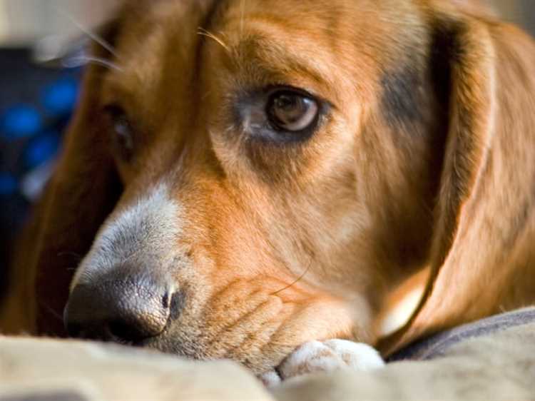 Påvirkning av eiers humør på hundens trivsel