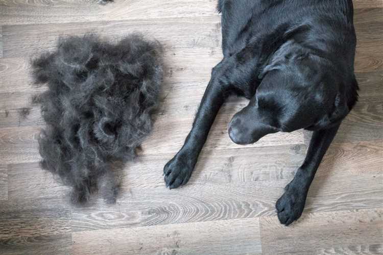 Do dogs go bald from chemotherapy?