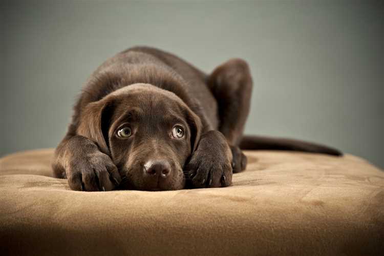 Hvordan håndtere humørsvingninger hos hunde