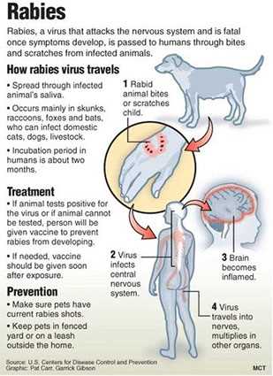 Rabiesvaksinasjon for hunder som skal reise utenlands