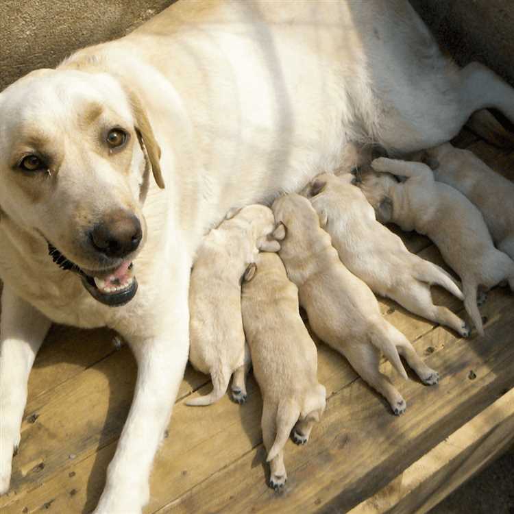 1. Ta kontakt med veterinær