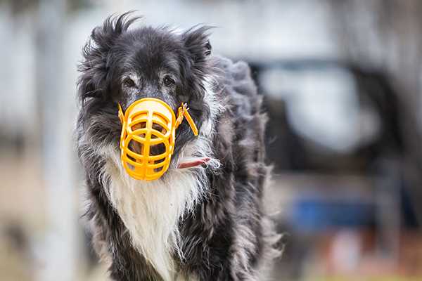 Hvorfor bruker man munnkurv på hunder?