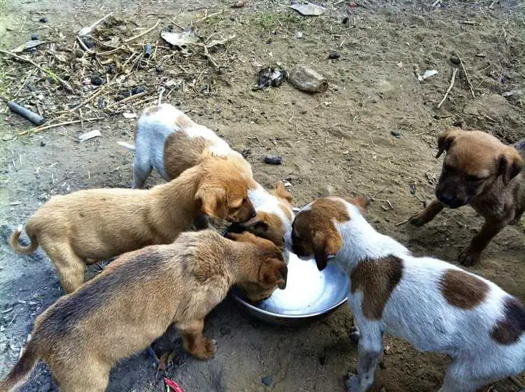 Hvordan du kan hjelpe gatehunder med mat