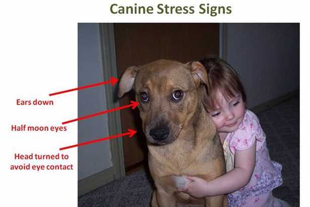 Effekten av vår oppførsel på hunder