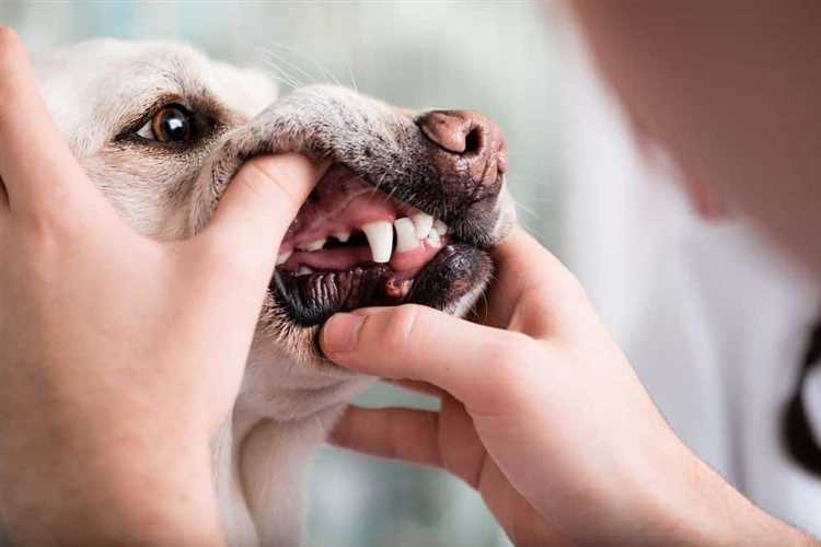 Trygghet for din hunds totale velvære
