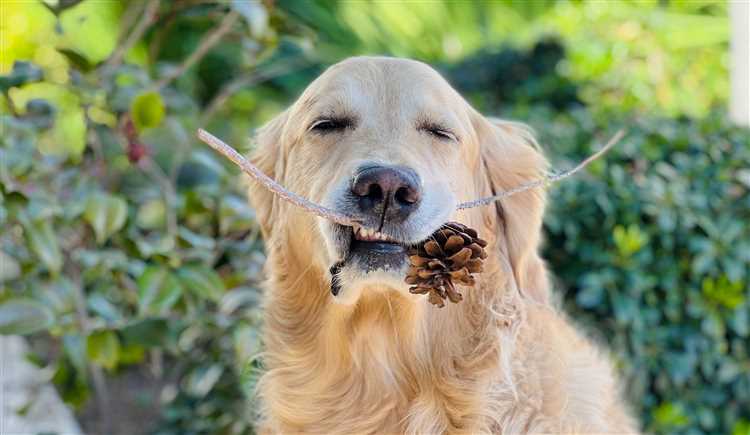 Hvordan kan jeg forebygge at hunden min inntar furunåler?