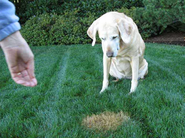 Hva skjer når hunden spiser furunåler?