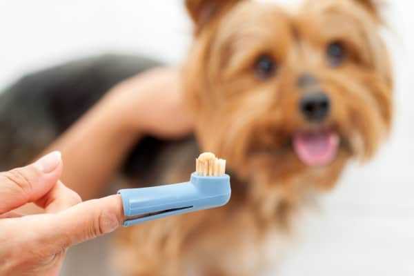 Fordeler ved å børste en hund med en menneskelig børste