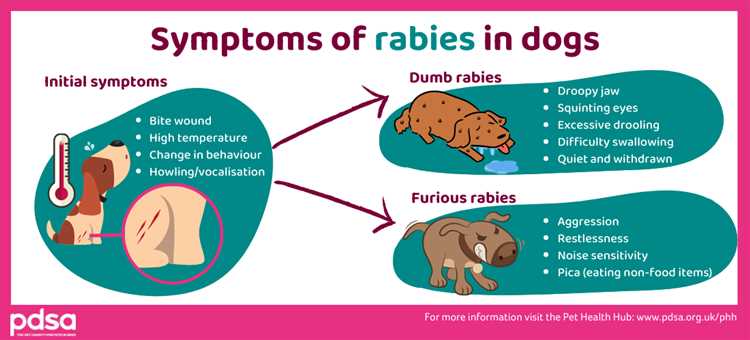 How do I know if a dog bite has rabies?