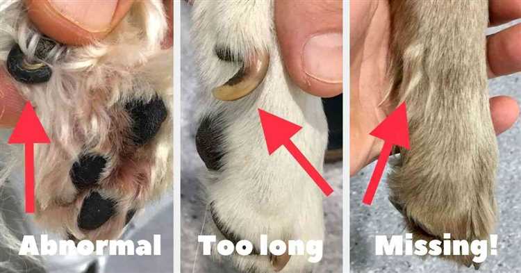 Hvordan kan jeg forebygge at min hund mister en tånegl?