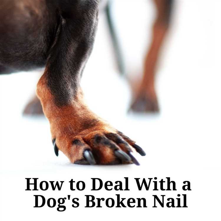 Hva er vanlige komplikasjoner etter at en hund mister en tånegl?
