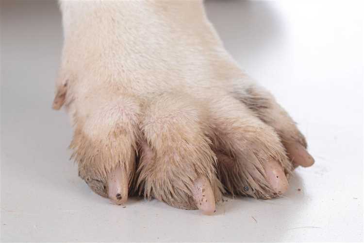 Hva skjer når en hund mister en tånegl?