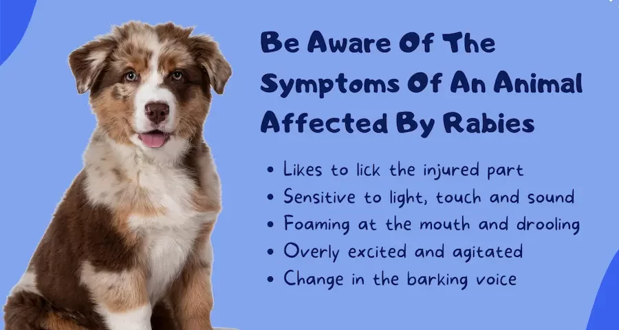 How can you tell if a dog has rabies?