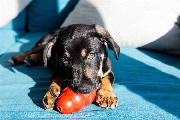 Tips for å holde kong ren og sikker for din hund