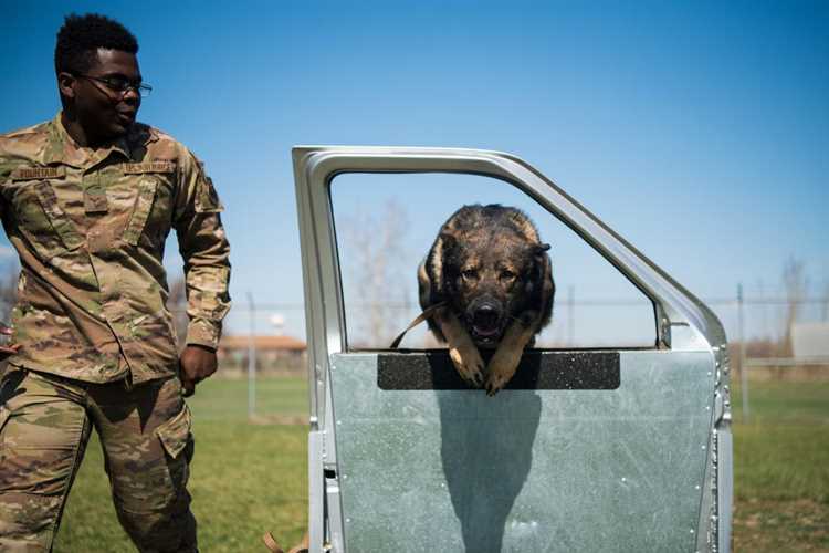 Spesialisert trening for militærhunder