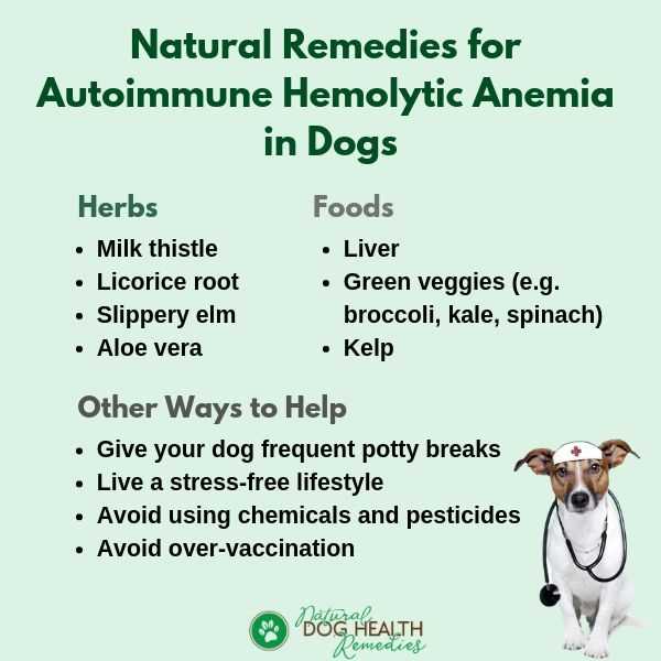 How To Fix Anemia In Dogs